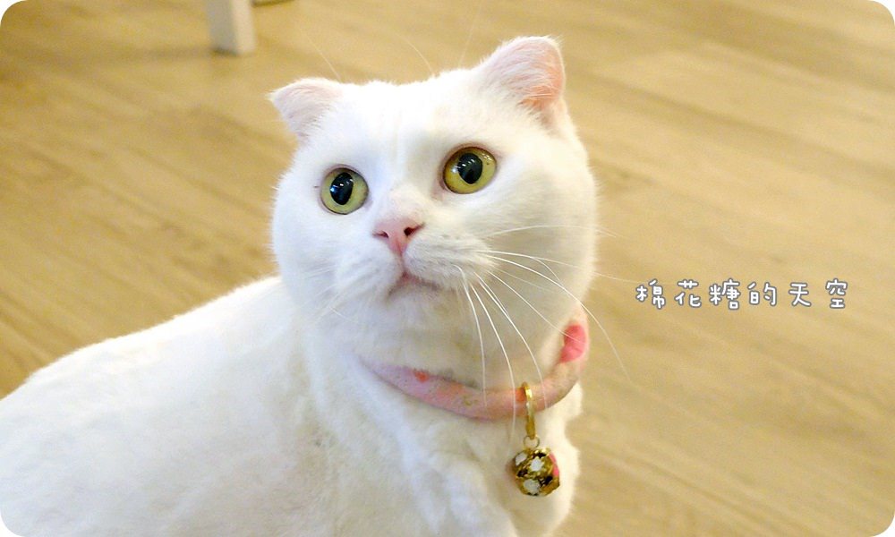 店貓小白.JPG