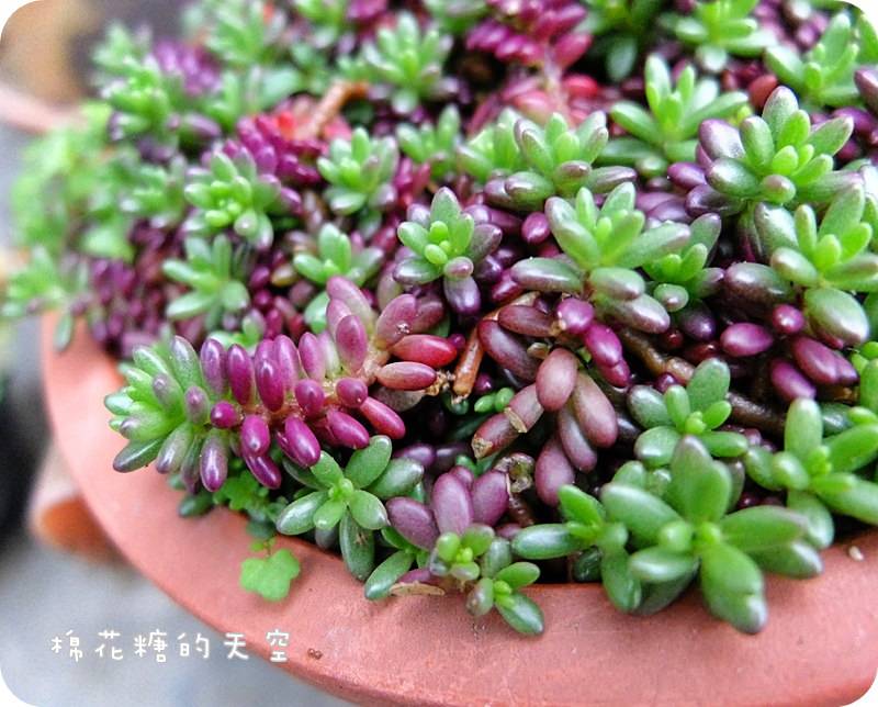 01盆栽3.JPG