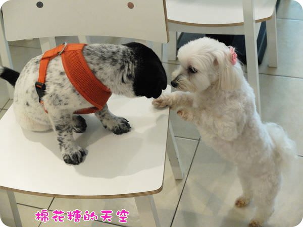 00狗姊姊4.JPG