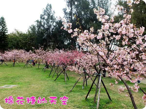 00櫻花小山坡