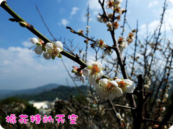 00梅山梅花10