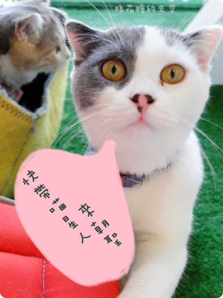 00店貓3.JPG