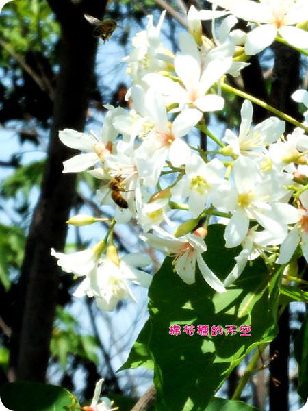 00蜜蜂2.JPG