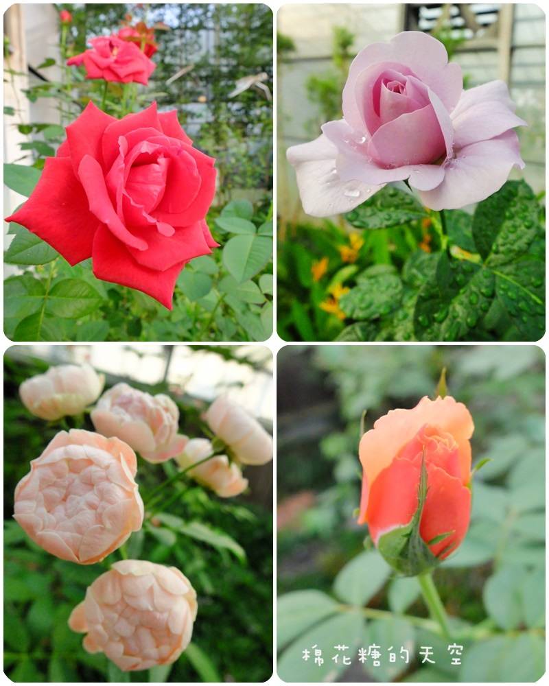 00玫瑰莊園5.jpg