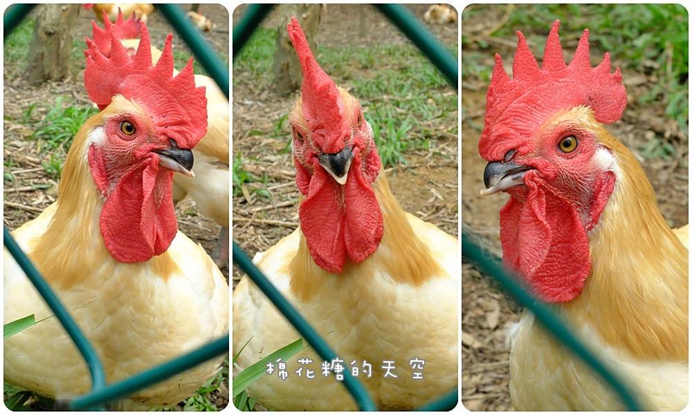 安心食材推薦‖福壽生態農場三大認証牧草雞、牧草豬、牧草雞蛋美味又安心，內文有超簡易麻油雞做法