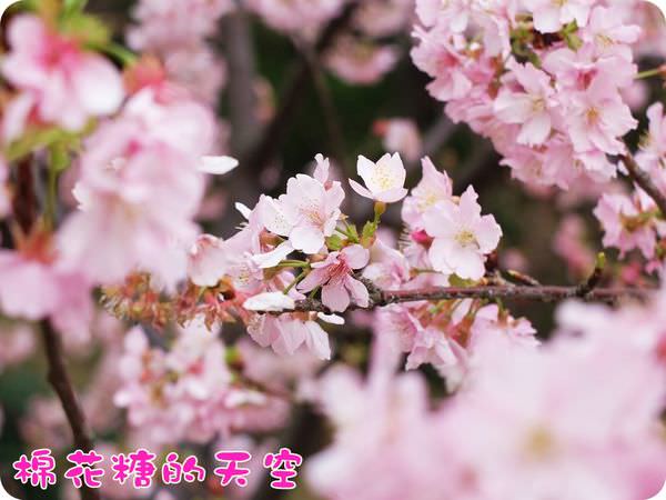 00櫻花特寫