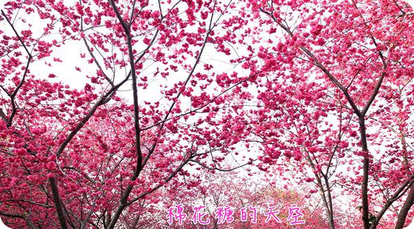 《桃紅櫻花追追追》新社喬木咖啡，櫻花已經開滿山囉～