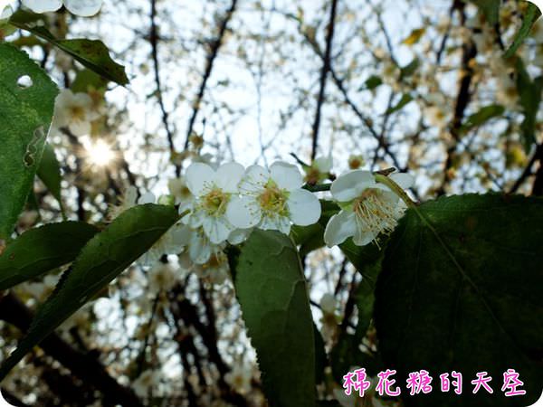 00梅花3