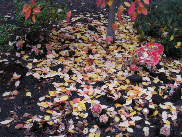 我在西雅圖~Volunteer Park 溫室 & Olympic Sculpture Park
